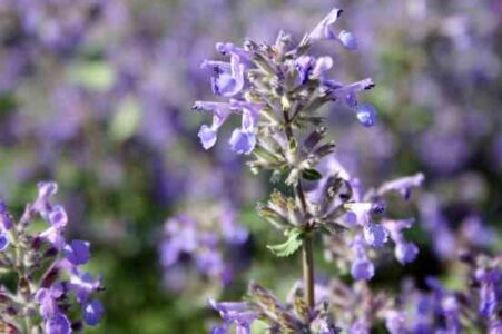 Regional Herb Gardeners: Cold Weather Crop Problems and Oregon Water Rationing Image